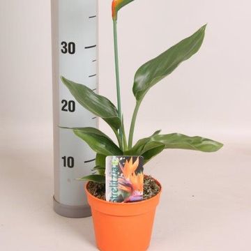 Composizione Strelitzia