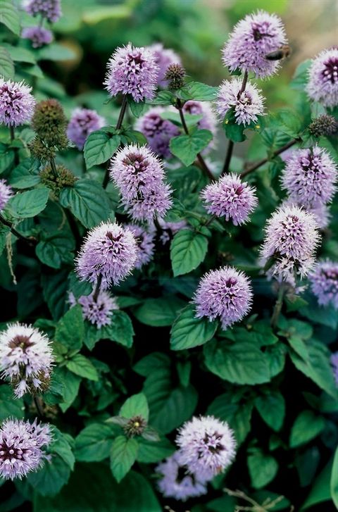 Mentha aquatica
