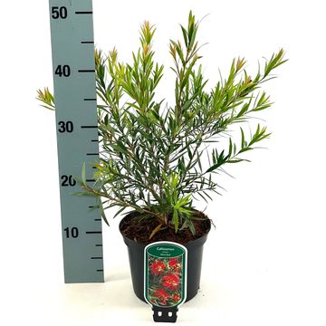 Callistemon MINI RED