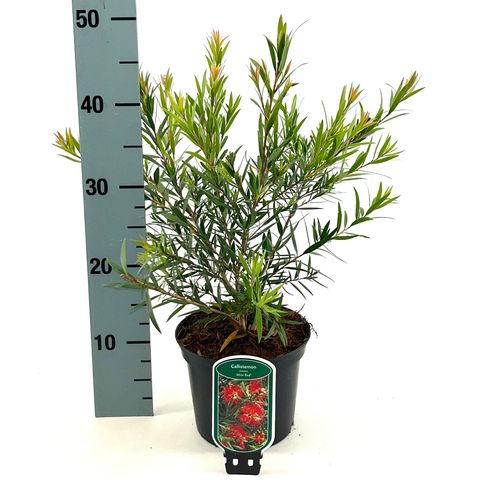 Callistemon MINI RED