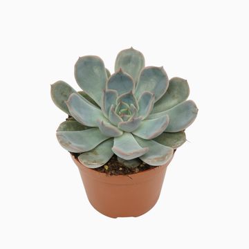 Echeveria 'Orion'