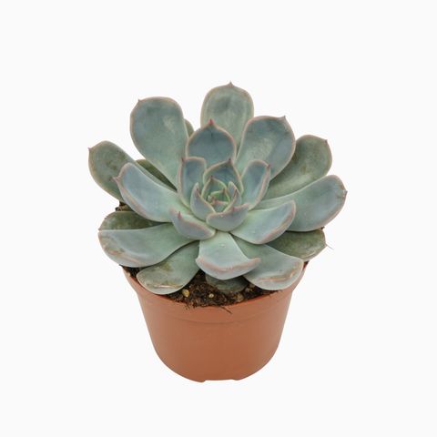 Echeveria 'Орион'