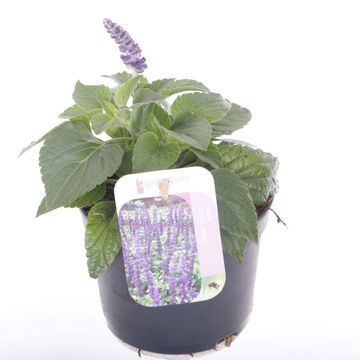 Salvia MYSTIC SPIRES BLUE