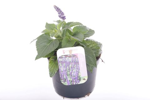 Salvia MYSTIC SPIRES BLUE