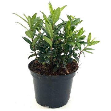 Sarcococca hookeriana humilis