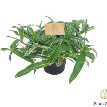 Murdannia loriformis 'Alba Aquilone'