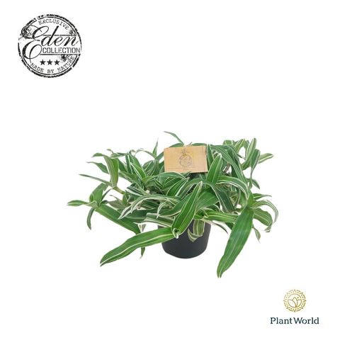 Murdannia loriformis 'Alba Aquilone'