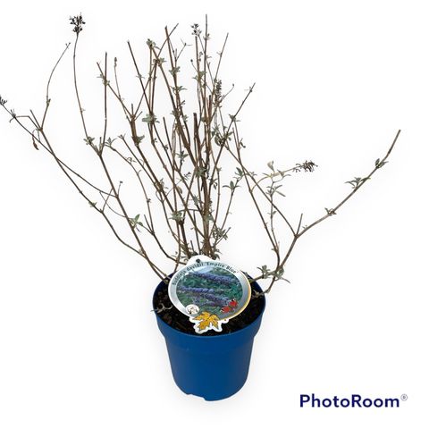 Buddleja davidii 'Ellen's Blue'