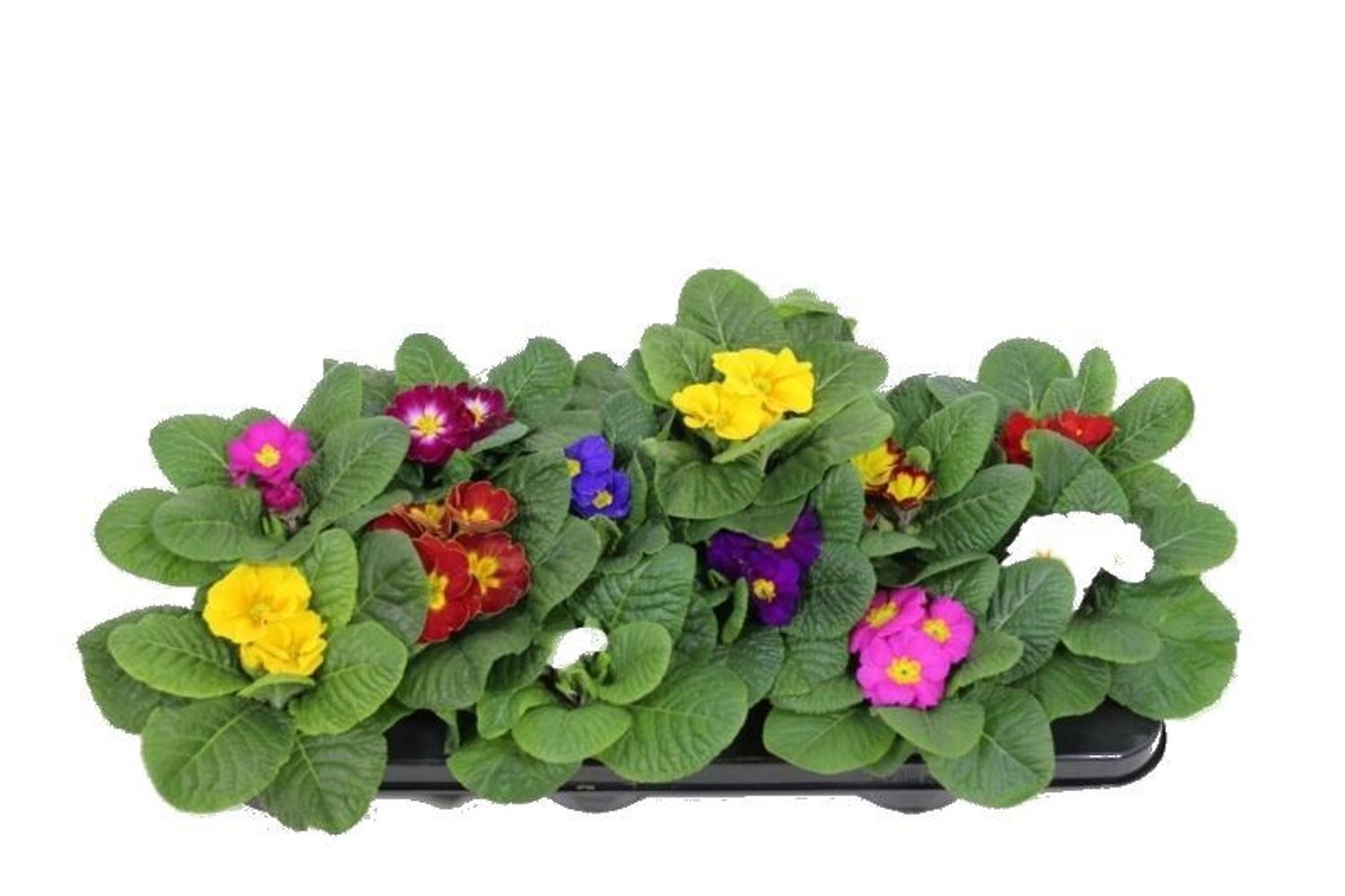 Primula ACAULIS MIX — Растения Оптовая FlorAccess