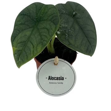 Alocasia melo
