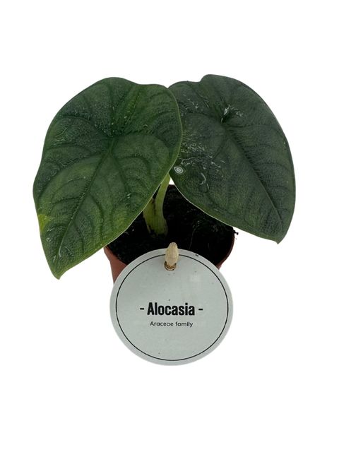Alocasia melo