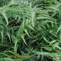 Athyrium niponicum