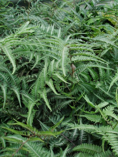 Athyrium niponicum