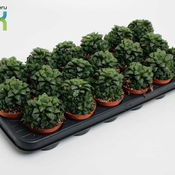 Haworthia cymbiformis