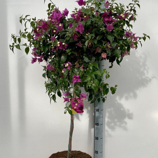 Bougainvillea glabra