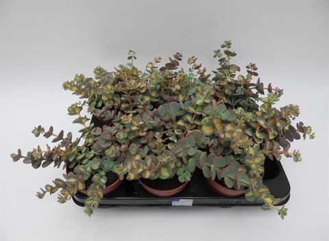 Sedum sieboldii 'Mediovariegatum'