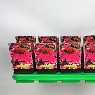 Echinacea purpurea POWWOW WILD BERRY