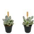 Echeveria 'Gluticaule'