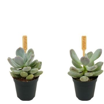 Echeveria 'Gluticaule'