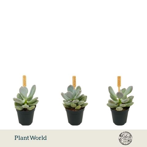 Echeveria 'Gluticaule'