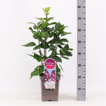 Syringa vulgaris 'Duc de Massa'