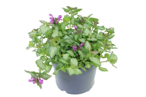 Lamium maculatum 'Beacon Silver'
