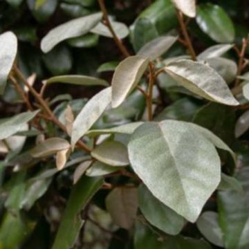 Elaeagnus x ebbingei 'Compacta'