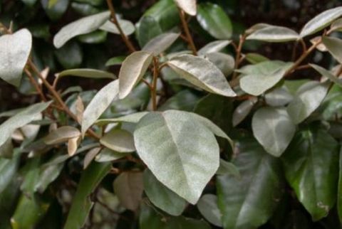 Elaeagnus x ebbingei 'Compacta'