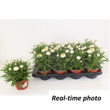 Xerochrysum MOHAVE SNOW WHITE