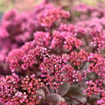 Sedum SUNSPARKLER CHERRY TART