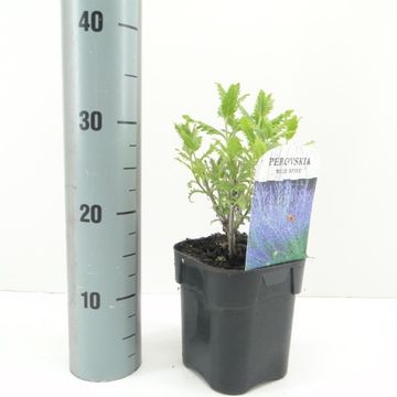 Perovskia atriplicifolia SILVERY BLUE