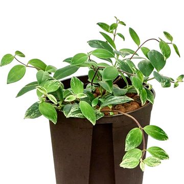 Aeschynanthus lobbianus