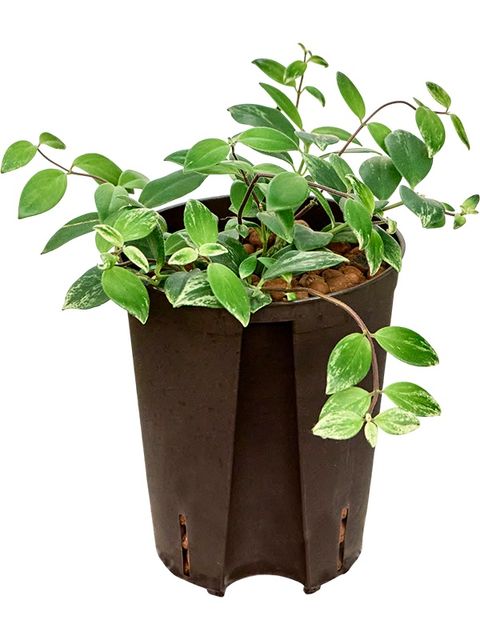 Aeschynanthus lobbianus