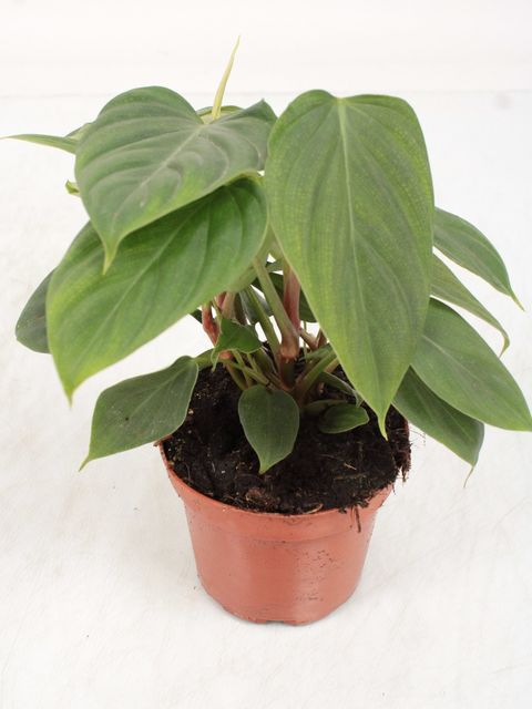 Philodendron nangaritense 'Fuzzy Petiole'  Plant Wholesale FlorAccess