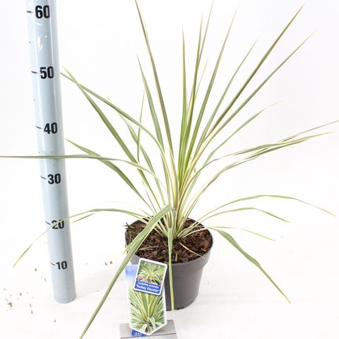 Cordyline australis 'Torbay Dazzler'