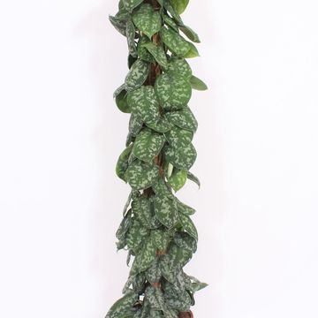 Scindapsus pictus 'Trebie'