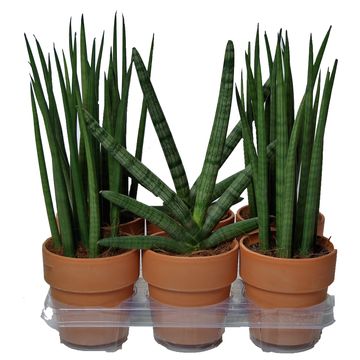 Sansevieria cylindrica MIX