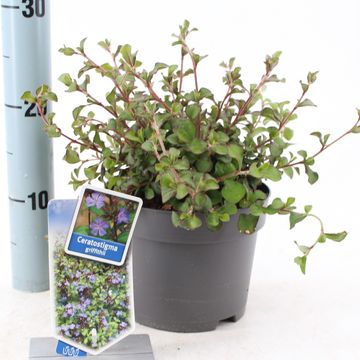 Ceratostigma griffithii