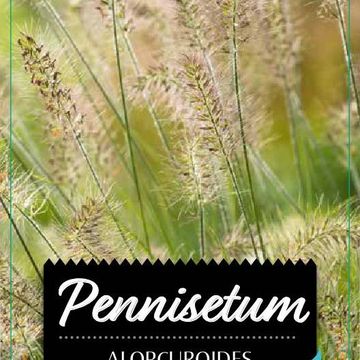 Pennisetum alopecuroides 'Little Bunny'
