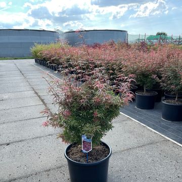 Acer palmatum 'Jerre Schwartz'