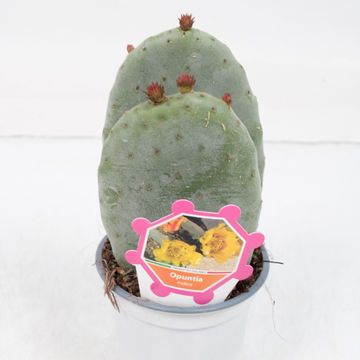 Opuntia ficus-indica