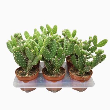 Opuntia quitensis