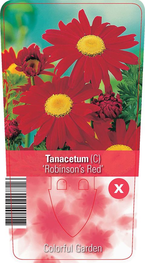 Tanacetum 'Robinson's Red'