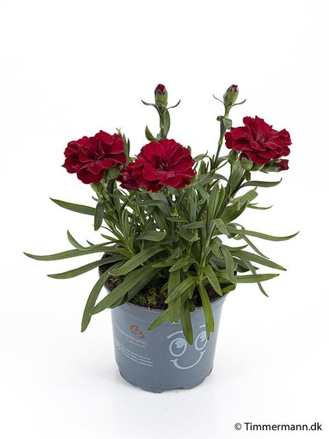 Dianthus OSCAR DARK RED