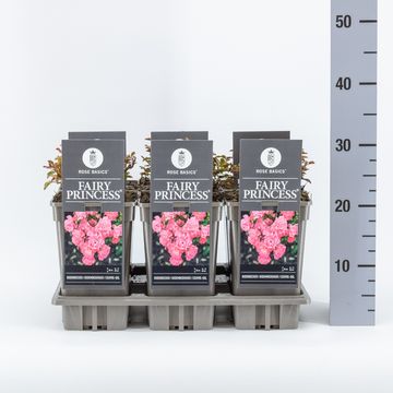 Rosa 'Fairy Princess'