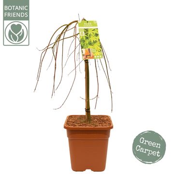 Acer palmatum 'Ryusen'