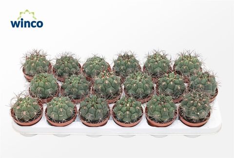 Gymnocalycium saglionis