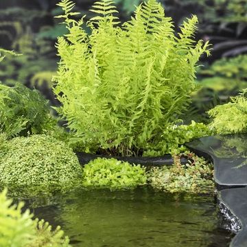 Thelypteris palustris