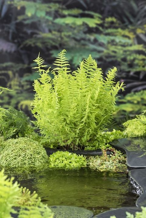Thelypteris palustris