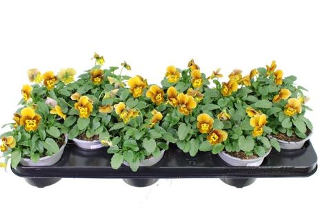 Viola DELTINI F1 HONEY BEE